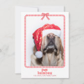 Cartes Pour Fêtes Annuelles Noël Paw Humbug Pet Photo Coquette (Devant)