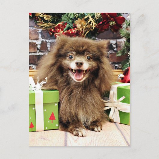 Cartes Pour Fêtes Annuelles Noël - Pomeranian - Fred (Devant)