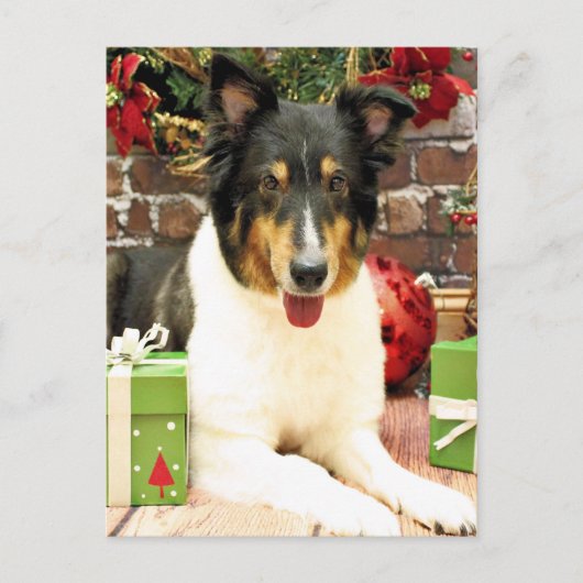 Cartes Pour Fêtes Annuelles Noël - Sheltie - de dentelle (Devant)