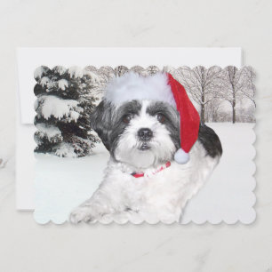 Cartes Pour Fêtes Annuelles Noël Shih Tzu en neige