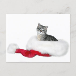 Cartes Pour Fêtes Annuelles Noël Tabby kitten