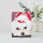 Cartes Pour Fêtes Annuelles Noël - Tinkerbell - Maltais (Debout devant)