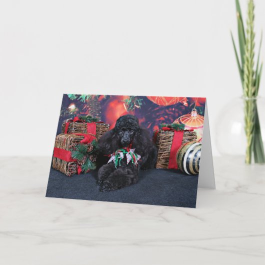 Cartes Pour Fêtes Annuelles Noël - Toby - Poodle (Devant)