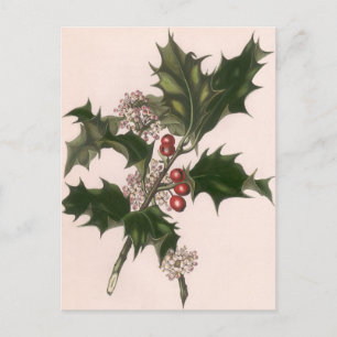 Cartes Pour Fêtes Annuelles Noël vintage, plante de houx avec des baies rouges