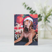 Cartes Pour Fêtes Annuelles Noël - Vizsla - Budda (Debout devant)