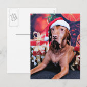 Cartes Pour Fêtes Annuelles Noël - Vizsla - Budda (Devant / Derrière)