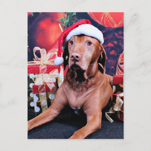 Cartes Pour Fêtes Annuelles Noël - Vizsla - Budda (Devant)
