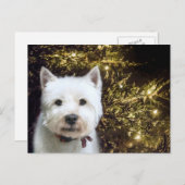 Cartes Pour Fêtes Annuelles Noël Westie (Devant / Derrière)