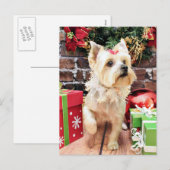 Cartes Pour Fêtes Annuelles Noël - Yorkie - Dorie (Devant / Derrière)