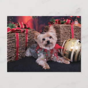 Cartes Pour Fêtes Annuelles Noël - Yorkshire Terrier - Vinnie