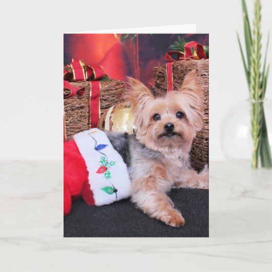Cartes Pour Fêtes Annuelles Noël - Yorkshire Terrier - Vinnie (Devant)
