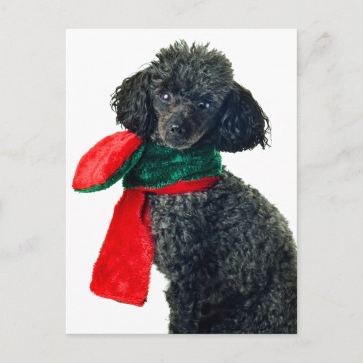 Cartes Pour Fêtes Annuelles Noir Jouet de Noël Poodle Chien Reindeer Écharpe r (Devant)