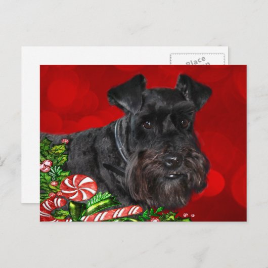 Cartes Pour Fêtes Annuelles Noir Schnauzer Noël (Devant / Derrière)