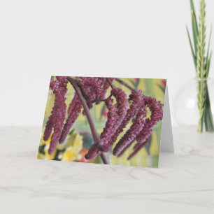 Cartes Pour Fêtes Annuelles Noisette pourpre au printemps