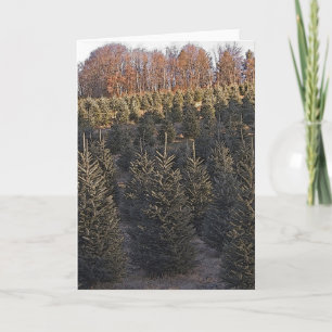 Cartes Pour Fêtes Annuelles North Carolina Christmas Trees