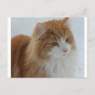 Cartes Pour Fêtes Annuelles Norwegian_Forest_Cat