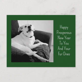 Cartes Pour Fêtes Annuelles Nouvelle Année Photo en Noir et Blanc de Chien Mig
