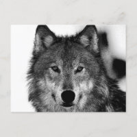 Oeuvre de Loup noir et blanc