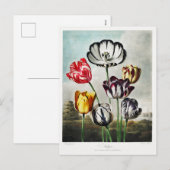 Cartes Pour Fêtes Annuelles Oeuvre des fleurs de tulipes (Devant / Derrière)