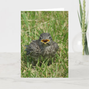 Cartes Pour Fêtes Annuelles Oiseau bleu de bébé