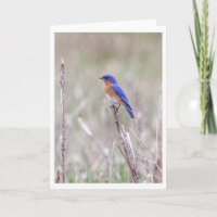 Oiseau bleu oriental