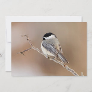 Cartes Pour Fêtes Annuelles Oiseau cardinal en hiver