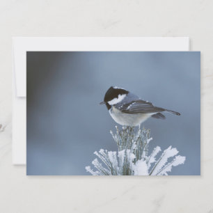 Cartes Pour Fêtes Annuelles Oiseau d'hiver perché sur une branche de pin givr
