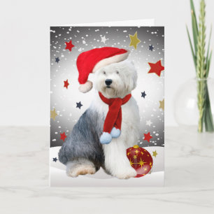 Cartes Pour Fêtes Annuelles Old English Sheepdog Étoiles de Noël