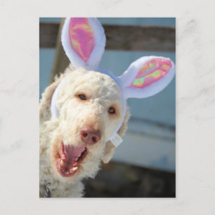 Cartes Pour Fêtes Annuelles Ollie de Pâques