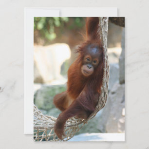 Cartes Pour Fêtes Annuelles OrangUtan 001