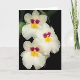 Cartes Pour Fêtes Annuelles Orchidée - Miltoniopsis - les trois amis