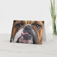 Oreillers à lancer de Bulldog anglais