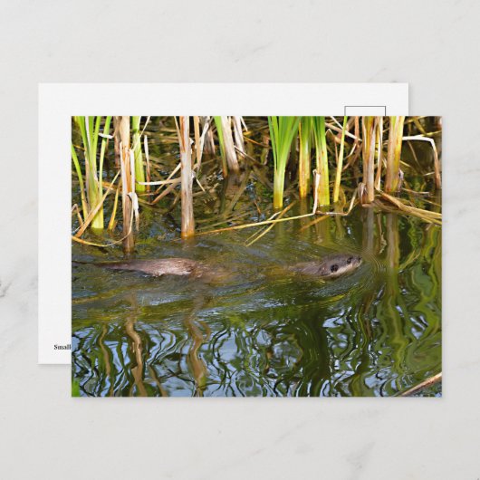 Cartes Pour Fêtes Annuelles Otter Oriental à petites griffes nageant (Devant / Derrière)