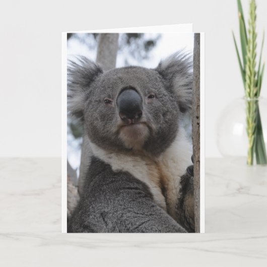 Cartes Pour Fêtes Annuelles Ours de koala (Devant)