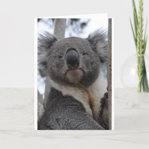 Cartes Pour Fêtes Annuelles Ours de koala