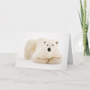 Cartes Pour Fêtes Annuelles Ours polaire reposant sur la glace de la baie d'Hu