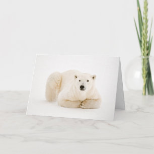 Cartes Pour Fêtes Annuelles Ours polaire reposant sur la glace de la baie d'Hu