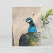 Cartes Pour Fêtes Annuelles Pacock (Debout devant)