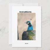 Cartes Pour Fêtes Annuelles Pacock (Dos)