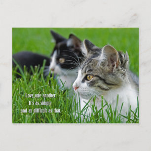 Cartes Pour Fêtes Annuelles paire de chatons en herbe