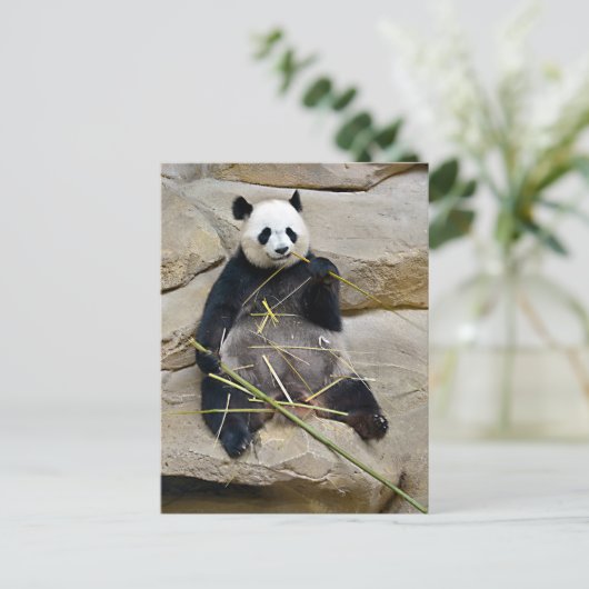 Cartes Pour Fêtes Annuelles Panda géant mangeant du bambou (Debout devant)
