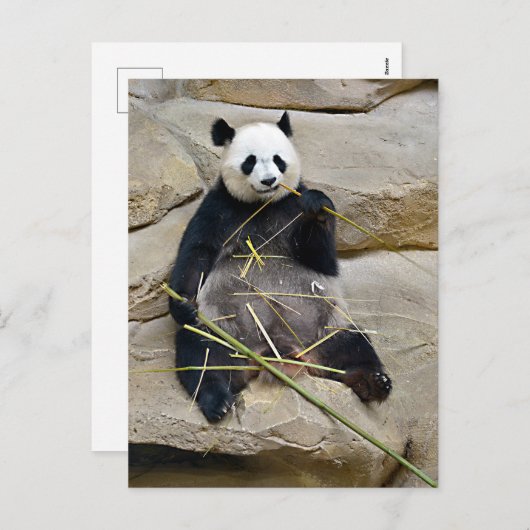 Cartes Pour Fêtes Annuelles Panda géant mangeant du bambou (Devant / Derrière)