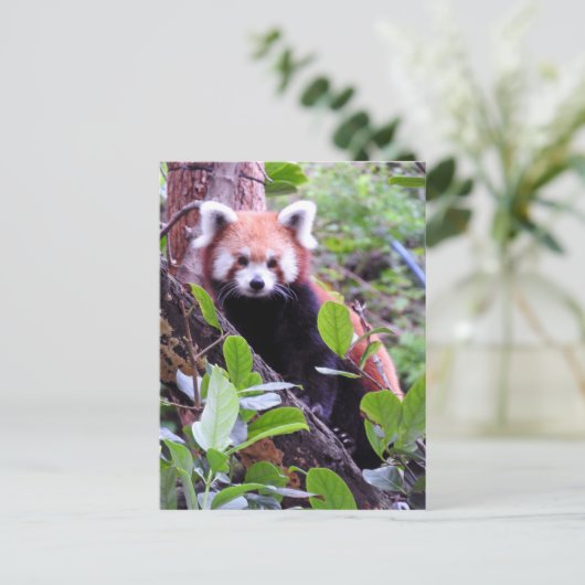 Cartes Pour Fêtes Annuelles Panda rouge (Debout devant)
