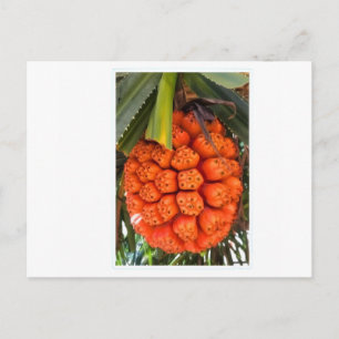 Cartes Pour Fêtes Annuelles Pandanus de mer exotique - Rare côtier tropical co