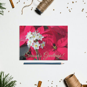 Cartes Pour Fêtes Annuelles Paperwhites et Poinsettia rouge Floral