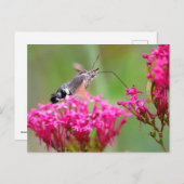 Cartes Pour Fêtes Annuelles Papillon-mouche à colibri en vol (Devant / Derrière)
