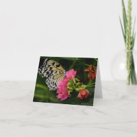 Papillon unique sur les fleurs tropicales roses