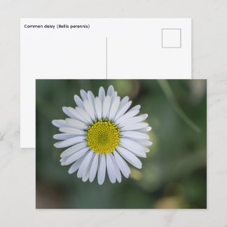 Cartes Pour Fêtes Annuelles Pâquerette (Bellis perennis) Fleur