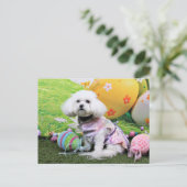 Cartes Pour Fêtes Annuelles Pâques - Bichon Frise - Mia (Debout devant)