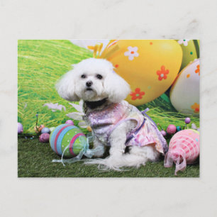 Cartes Pour Fêtes Annuelles Pâques - Bichon Frise - Mia